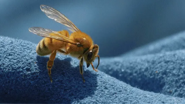 From macro to wide shot